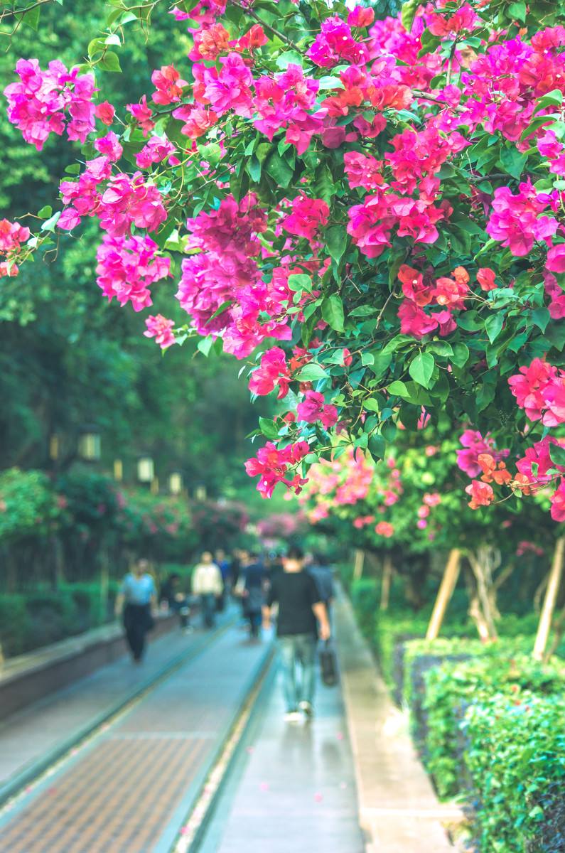 深圳，深圳.jpg
